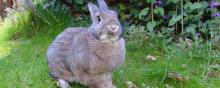 Le lapin et les oeufs de Pâques.