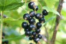 Cassis fruit santé