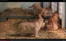 Trois lionceaux ensemble.