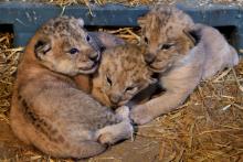 Lionceaux Parc Zoologique Paris