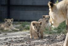 Lionceaux Parc Zoologique Paris Sortie1