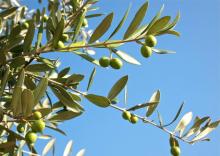 Olives Olivier Arbre