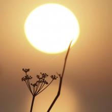 Soleil Chaleur Canicule Météo Illustration