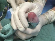 Un bébé panda quelques heures après sa naissance.