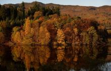 Les feuilles des arbres en automne.