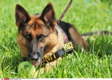 Un chien policier.