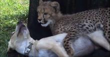 Kumbali (le guépard) et Kago (le chien) sont les meilleurs amis du monde. 