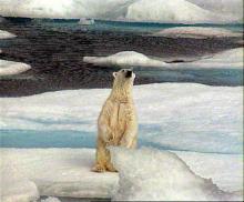 Un ours blanc sur la banquise.