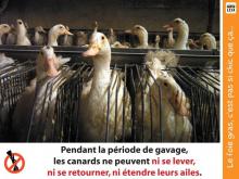 Des canards en batterie.