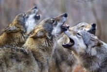 Des Loups dans le film Les Saisons.