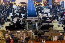 Salon de l'Agriculture 2016 vaches 