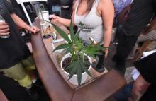 cannabis cup etats-unis