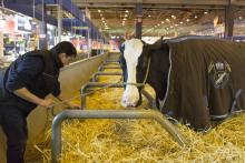 Une vache au Salon de l'Agriculture 2016.