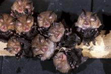 Des chauve-souris rhinolophes