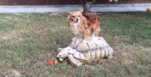 Chien-Tortue