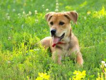 Grandir avec un chien lutterait contre l'asthme