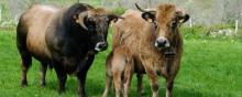 Une vache, un taureau et un veau dans un pré. 