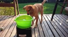 Buddy s'éclate avec son lanceur de balles automatique, il trépigne de joie et d'impatience avant chaque lancer.