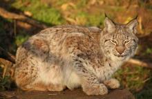 Un lynx accroupi