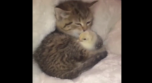 Ce chaton fait un gros câlin avec un oiseau, qu'il léchouille tendrement. 