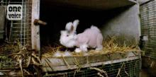 Un lapin angora.