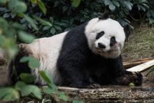 Jia Jia Panda Hong Kong 