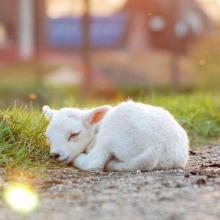 Un mouton en train de dormir.