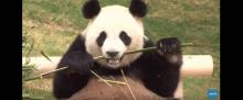 Deux pandas s'acclimatent dans le zoo d'Everland Resort. 