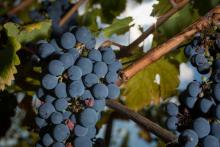 Photo d'archives prise le 11 octobre 2016 montrant un cépage de Cabernet à Chinon (Centre)