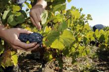 Les vignes du domaine des Roches Bleues le 15 septembre 2010