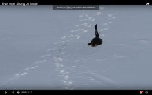 Une loutre glisse sur la neige