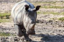 Des rhinocéros au zoo de Thoiry, en région parisienne, le 1er août 2002