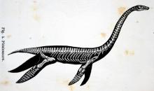 Le squelette d'un plésiosaure.