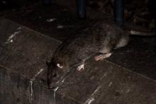 Un rat sur un mur du square de la tour Saint-Jacques à Paris, rue de rivoli, le 15 décembre 2016