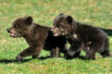 Masha et Brundo deux oursons sauvés d'une mort certaine par l'homme mais arrachés à la vie sauvage à