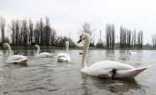 Des cygnes et des canards sur la rivière Korana, le 22 février 2017 à Karlovac, en Croatie