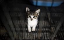 Un chaton à l'entrée d'un temple bouddhiste dans la banlieue de Shanghai, le 3 décembre 2015