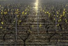 Une partie du vignoble et des vergers français touchés par un gel