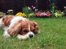 Un Cavalier king-charles.