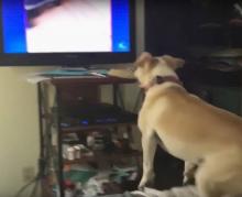 Dans une vidéo publiée début avril, un chien saute du lit en regardant la télévision. L’émission diffuse une compilation de ses congénères également en proie à une certaine excitation.