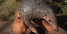 Un pangolin.