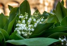 Un bouquet de muguet en vente à Lille, le 1er mai 2016