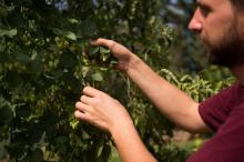 Une plantation de houblon à Miramas, dans les Bouches-du-Rhône, le 18 août 2016