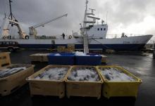 Cageots de poissons sur le port de Reykjavik, le 9 octobre2008