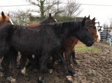 Chevaux maltraités