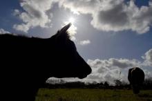 Redoublant de vigilance face à la canicule qui touche la France, les agriculteurs donnent davantage 