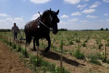 Un laboureur dirige une charrue tirée par un cheval entre les rangées de jeunes vignes à la "Winerie