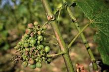 Une grappe de raisin endommagée par la grêle, près de Pommard, en Bourgogne, le 24 juillet 2013