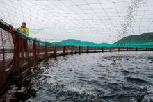 Une ferme aquacole russe dans la mer de Barents, le 2 août 2017