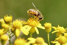 pollen abeille plante